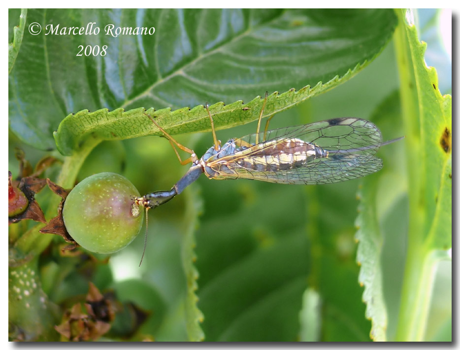 Dichrostigma flavipes (Raphidiidae) dal Montenegro